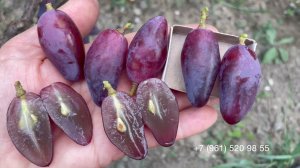 Виноград Перцовый красный, 31 июля 2025 год, Новороссийск.