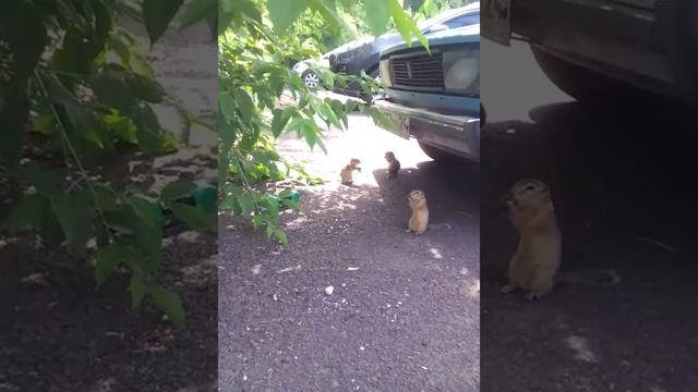 Суслики кушают, грызуны, обеденный перерыв и жаркое лето)) смотреть онлайн