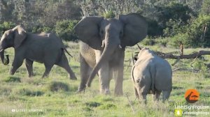 Слон в Ярости Поднял Льва, и Бросил о Землю — Сумасшедшие Битвы Животных