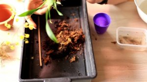 Подробная пересадка онцидиума