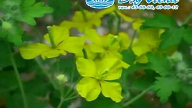 Сахалыы караоке 5 15 смотреть онлайн