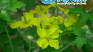 Сахалыы караоке 5 15