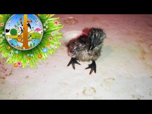 метка на ЦЫПЛЯТАХ как отличить КТО где ЛАК ДЛЯ НОГТЕЙ