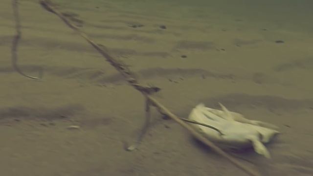 РАЗРЕШИТЬ ПОДВОДНУЮ ОХОТУ С ФОНАРЕМ И ЗИМОЙ В АЗОВО-ЧЕРНОМОРСКОМ БАССЕЙНЕ !!! смотреть онлайн