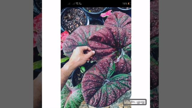 Colourful Caladium flower || Heart of Jesus || Bunga Keladi смотреть онлайн