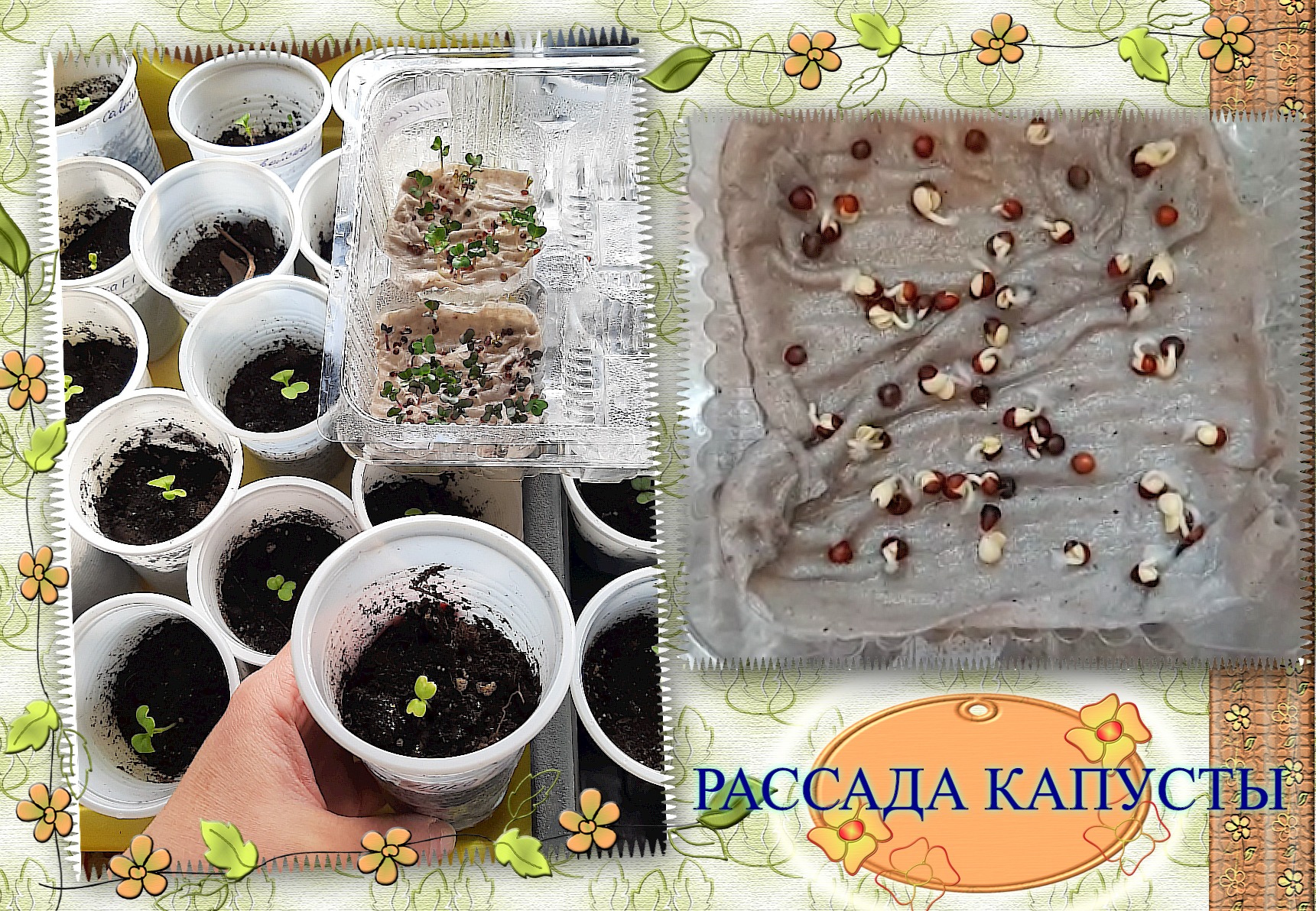 ✅?Рассада ранней Капусты - от посева до пикировки.