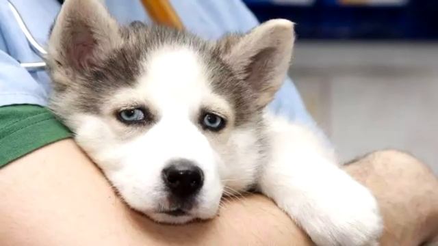 Хаски принесли на усыпление. Когда хозяйка озвучила причину, ветеринар со злости выгнал ее за дверь смотреть онлайн