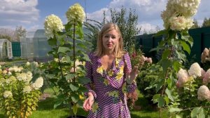 ПОСАДКА И РЕКОМЕНДАЦИИ ПО УХОДУ ЗА МОЛОДОЙ ГОРТЕНЗИЕЙ.