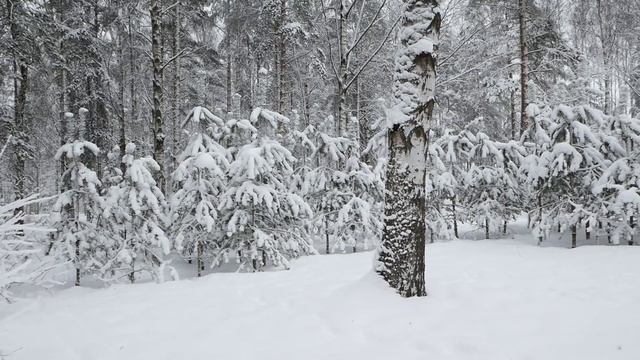 Sosnovka March 2018 (part one) Test Panasonic G80 From 59,94 to 29,97 FPS Adobe Premiere framerate