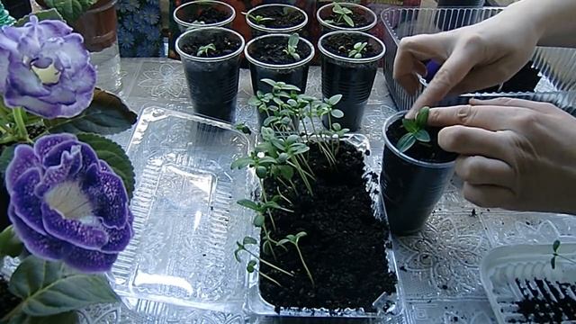 ?ЦИННИИ. Пикирование и кольцевание вытянутых сеянцев? ?