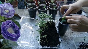 ?ЦИННИИ. Пикирование и кольцевание вытянутых сеянцев? ?