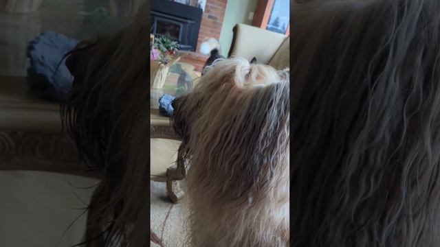 Husky Puppy Found His Voice #toprock4 #dog #huskyworldwide #huskyboy #husky #huskylife #briard смотреть онлайн