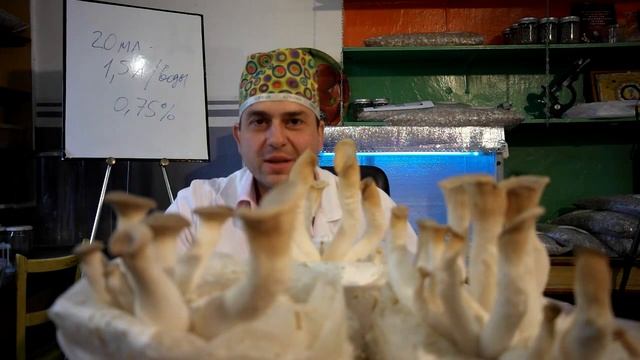 лисички грибы выращиваем дома смотреть онлайн