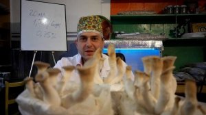 лисички грибы выращиваем дома