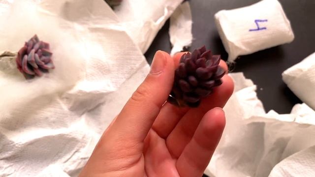 Покупка суккулентов #15 Суккулент маркет (Barbara&Succulents)