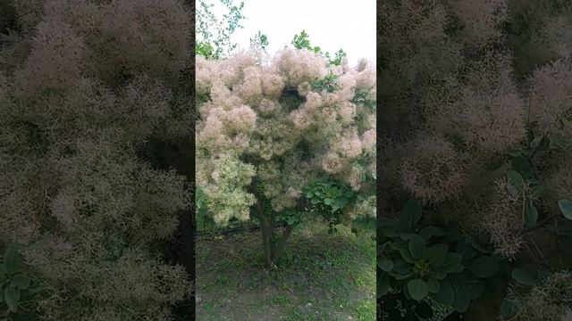 дерево 🌳 смотреть онлайн