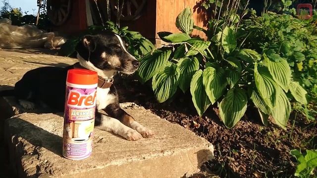 Bref дачный - СУПЕР средство!!! ВСЯ ПРАВДА !!! смотреть онлайн