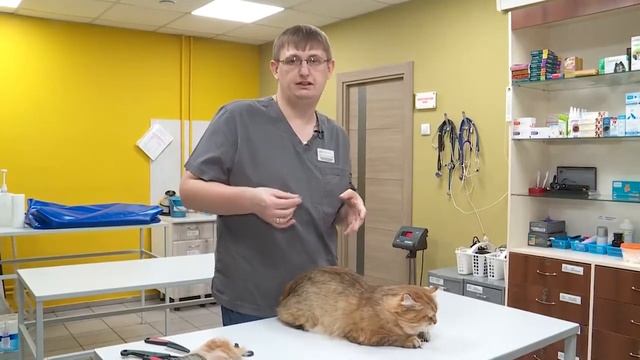 Летний уход за кошками: советы ветеринара смотреть онлайн