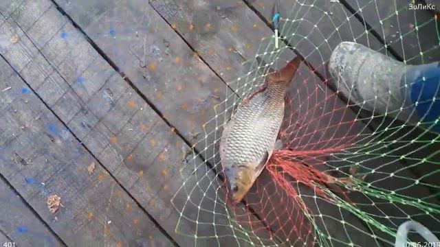 402. Рыбалка на карпа. Озеро Большой Касьяр. 10.06.2019. ЗоЛиКс смотреть онлайн