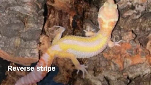 Leopard Gecko Morphs смотреть онлайн