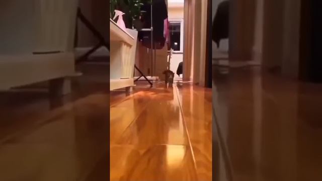 Котейка топотун смотреть онлайн