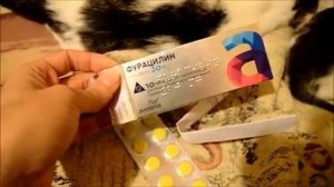 Глаза котенка гноятся? Лечим /Взяла бездомную кошку