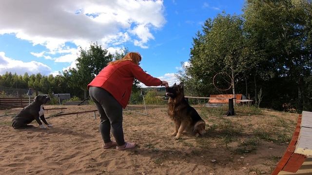 Как правильно вести лакомство или игрушку смотреть онлайн
