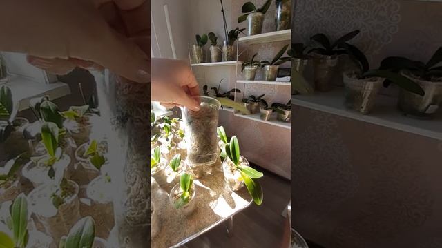 Мох сфагнум для орхидеи. смотреть онлайн