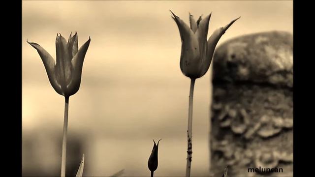 Müzeyyen Senar - Bir İhtimal Daha Var смотреть онлайн