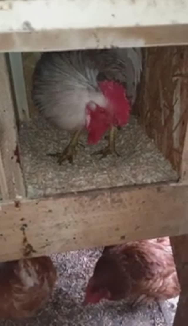 Петух несется. Зачем петух сидит в гнезде смотреть онлайн