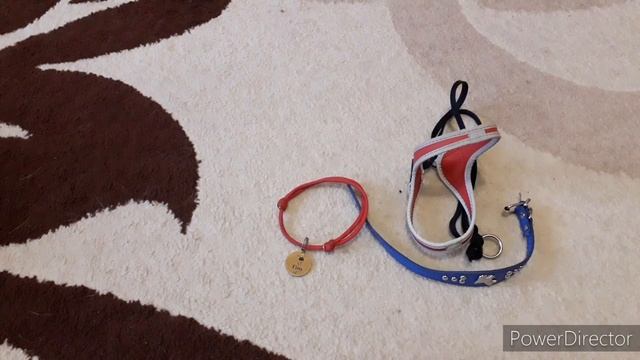 Что нужно для появления щенка в доме? Все необходимые вещи для появления собаки ?? смотреть онлайн