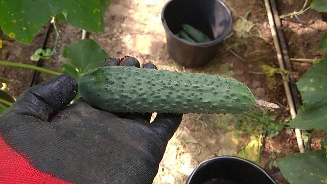 Огірок Тайгер