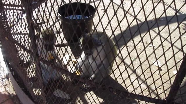 приколы обезьян в клетке смотреть онлайн