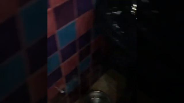 Котята Европейской породы смотреть онлайн