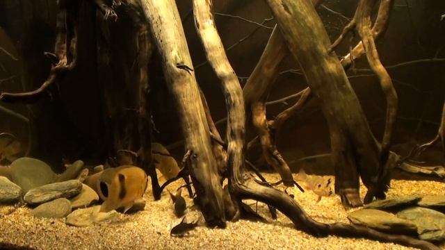 Akara z maroni - Keyhole cichlid - Cleithracara maronii - смотреть онлайн