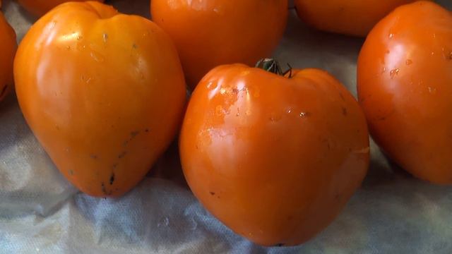 Томаты октябрь смотреть онлайн