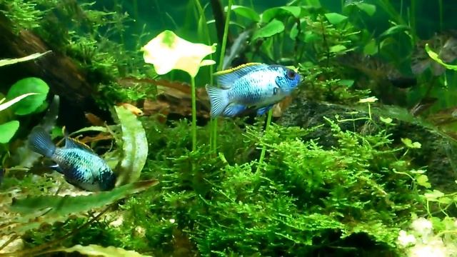 Неоновая Наннакара смотреть онлайн