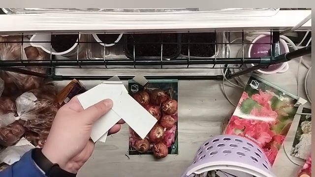 Распаковка гладиолусов. Минск и Малика смотреть онлайн