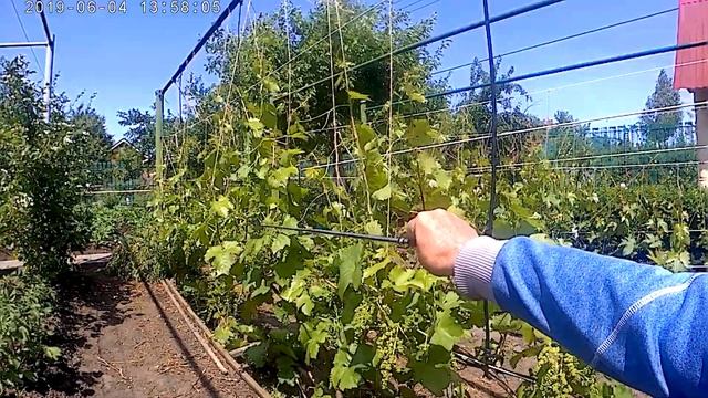 Виноград - кордонный способ выращивания смотреть онлайн
