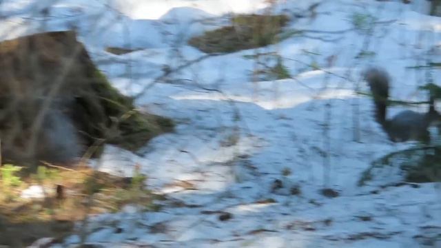 №2151 22 04 2022 Обыкновенная овсянка и другие смотреть онлайн