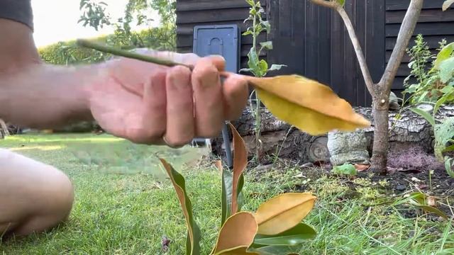 How To Propagate Magnolia Grandiflora, How To Take Magnolia Cuttings, Plant Propagation смотреть онлайн