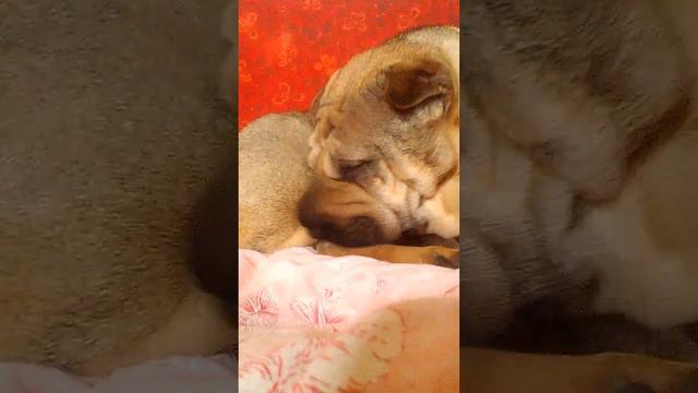 Собака хрюкает смотреть онлайн