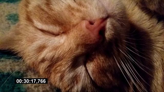 Мурчание кота 1 час смотреть онлайн
