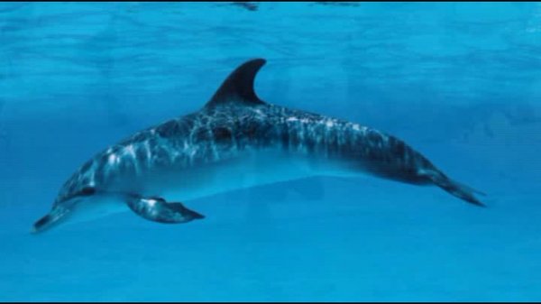 Дельфинарий в Шарм-эль-Шейхе