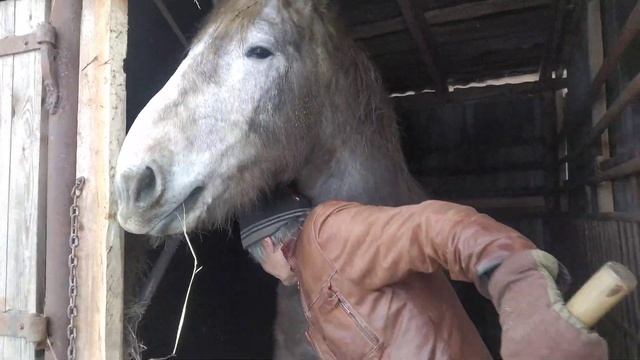 #ЛОШАДИ#Жеребец Советский Тежеловоз# Ваиик Конюх# зимнее кормление Лошадей#Советуем Просмотреть# смотреть онлайн