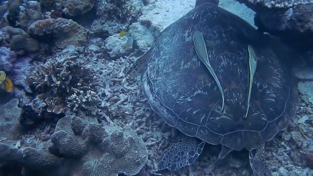 Расслабляющая Музыка , Музыка для снятия стресса, Музыка Медитации, Нежная Музыка смотреть онлайн