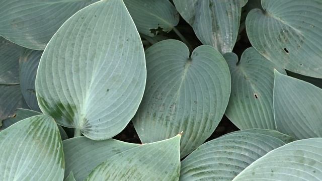 Hosta ´Halcyon´