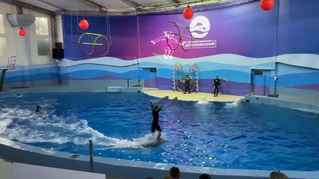 Большой Сочинский дельфинарий. The Big Sochi Dolphinarium смотреть онлайн