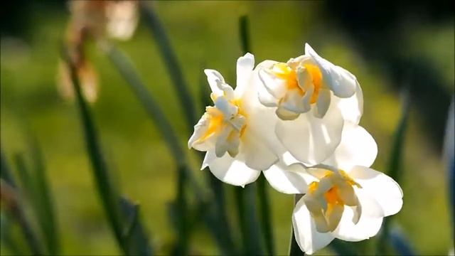 Нарцисс - талисман любви. Нарциссы - самые нежные и красивые весенние цветы. смотреть онлайн
