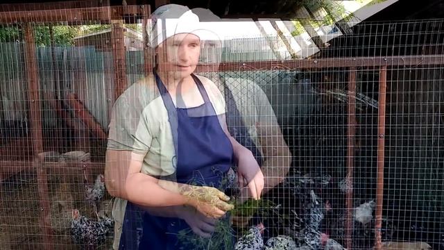 Самая полезная трава для кур. Какую траву необходимо давать курам. смотреть онлайн